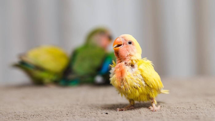 Baby Lovebird