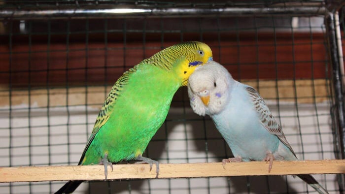 Pair of Budgies
