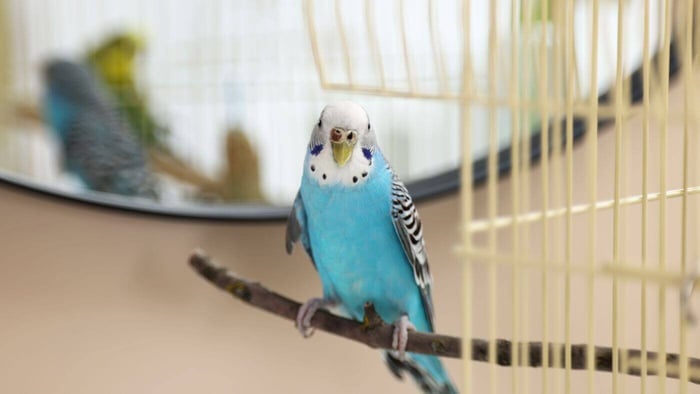 Pet Budgies on Wooden Perch