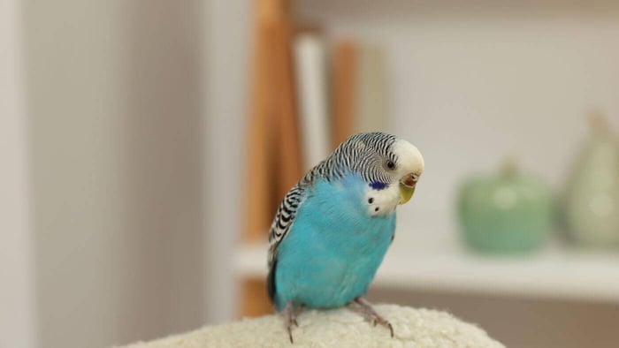Pet Parrot in a Clean Environment