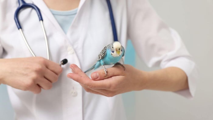 Budgie Examination by vet