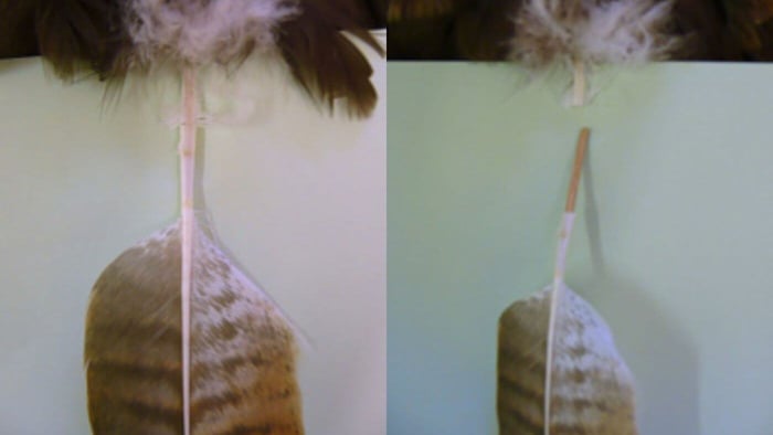 Avian Veterinary Services Feather Repair