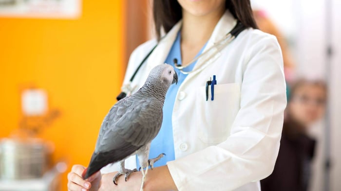 African Grey Parrot at the Vet