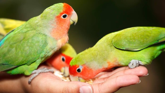 Feeding Lovebirds from Hand