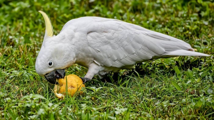 Cockatoo Eating Fruit
