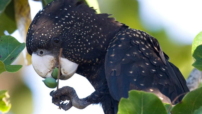 Red-tailed black cockatoo eating fruit