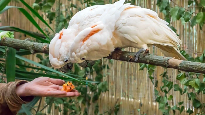 Feeding Fruits to Moluccan Cockatoos