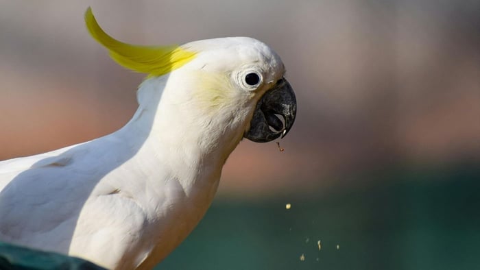 Cockatoo eating nuts & seeds