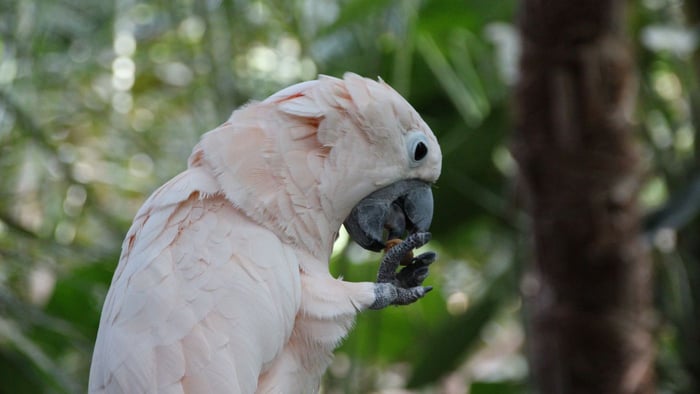 Cockatoo eating Shelled Nut