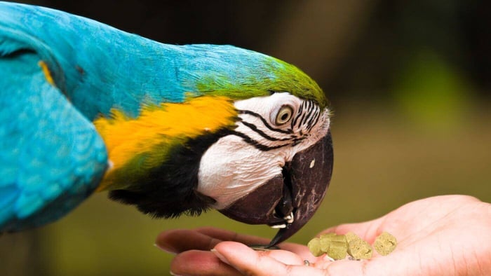 Feeding Parrot Pellets