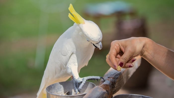 Feeding Cockatoo Pellets