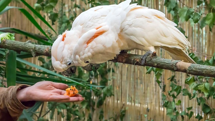 Cockatoos reaching towards a fruit treat offered by hand, illustrating healthy treats for cockatoos and positive feeding interaction.