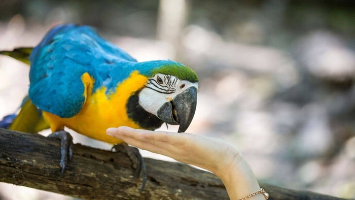 Feeding a Macaw