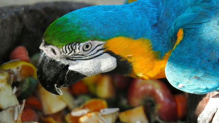 Blue and Gold Macaw Eating Fruits