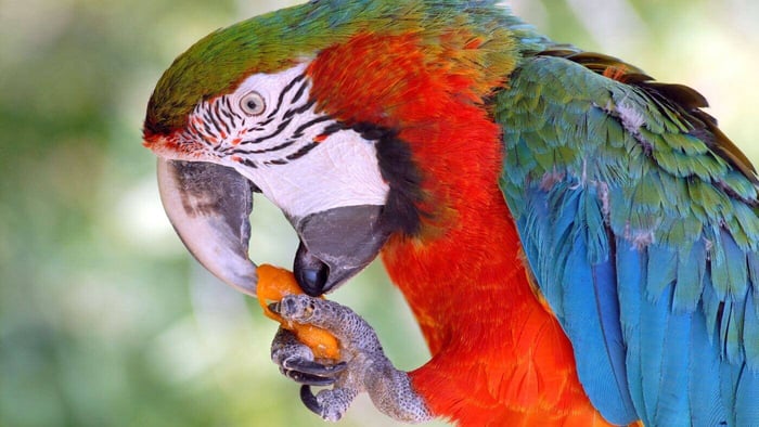Macaw Eating Carrot