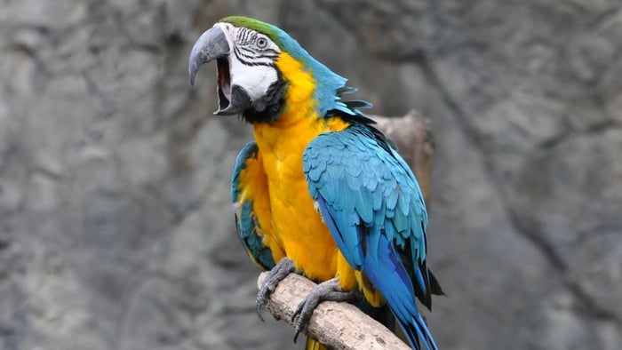 Blue and Gold Macaw with its beak wide open while vocalising, illustrating bird screaming at night and possible nighttime distress in parrots.