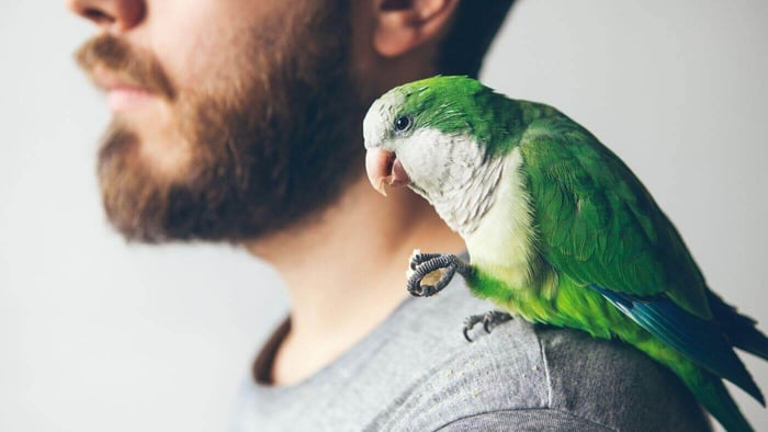 Quaker Parrot eating bread piece