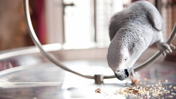 African Grey Parrot Eating Birdie Bread