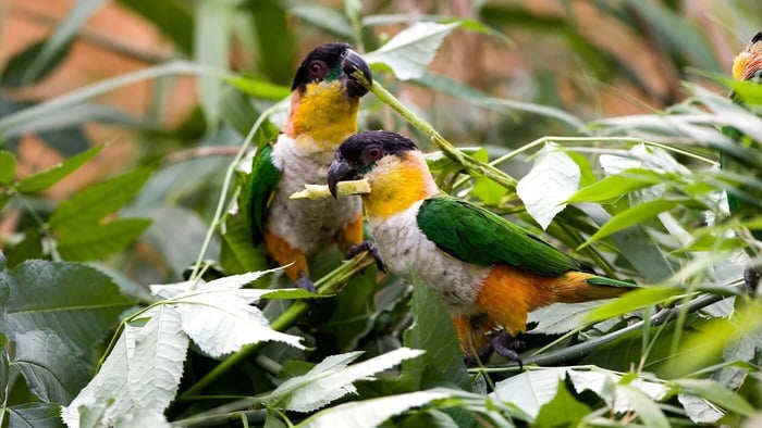 BLACK-HEADED CAIQUE NATURAL HABITAT