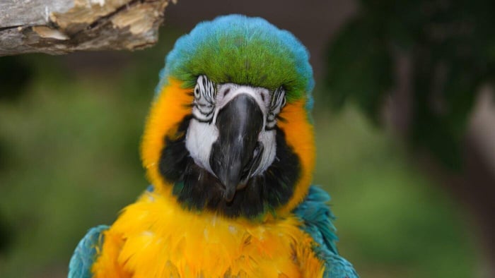 Blue and Gold Macaw