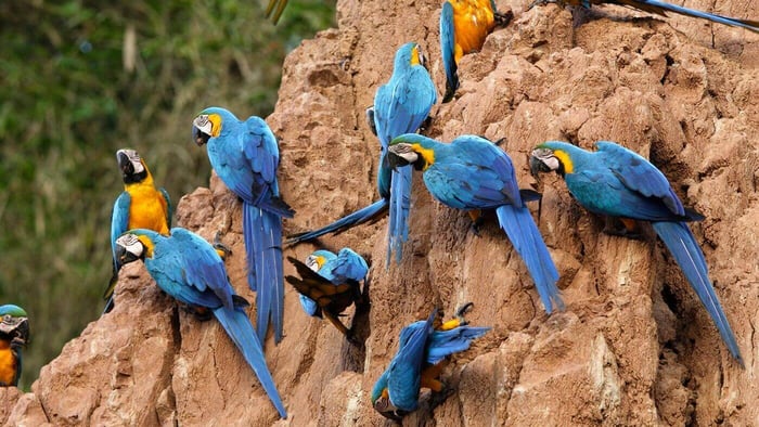 Blue and Gold Macaw Flock