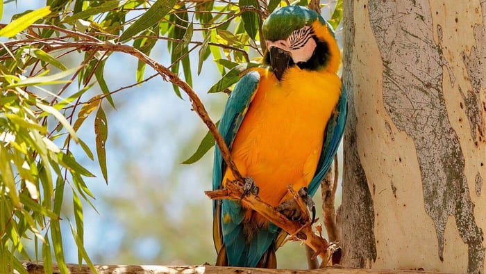 Blue and Gold Macaw Preening