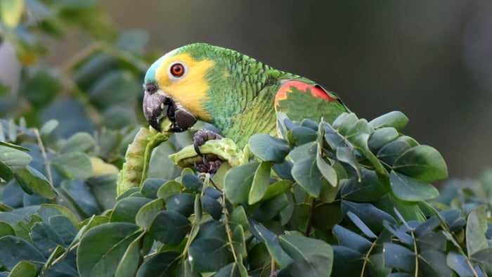 turqoise-fronted Amazon