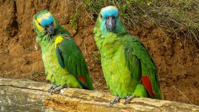 two blue-fronted amazons