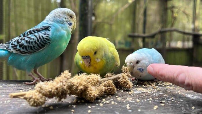 Budgies Eating Millet
