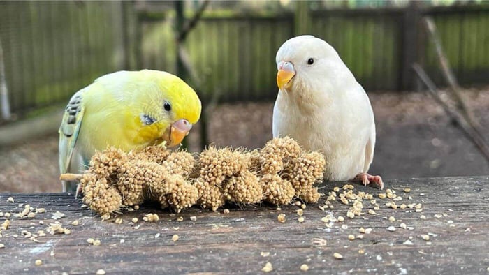 Budgies Eating Millet