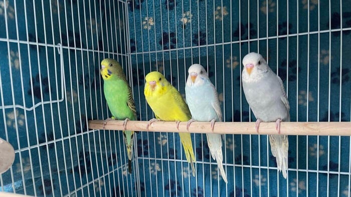 Budgies in a Cage