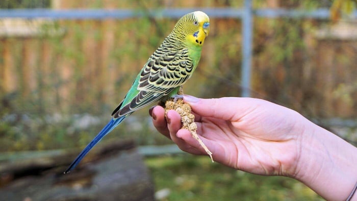 Budgies Eating Millet