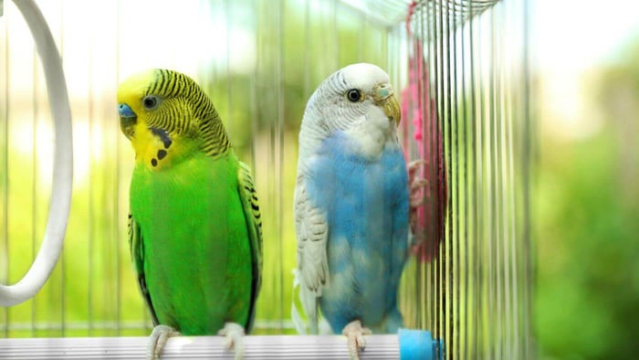 A Pair of Budgies