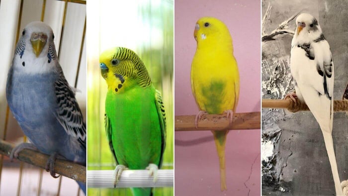 Budgie Colours
