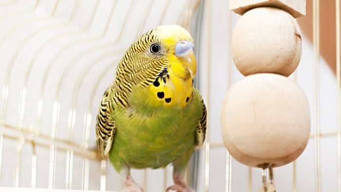 Curious Budgie