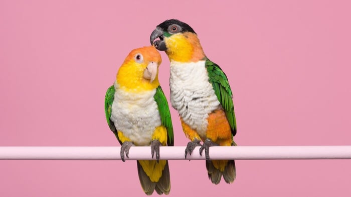 Caique Parrots as Pets