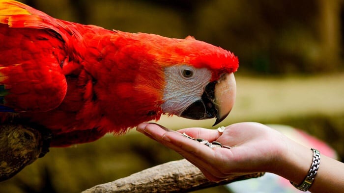 Feeding Seeds to a Macaw