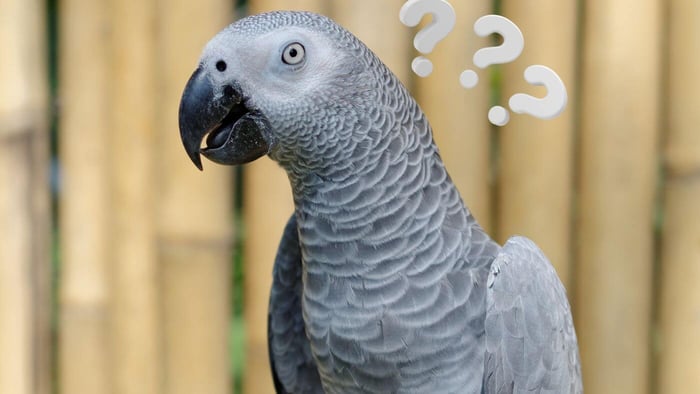 Can A Parrot Understand Probability As A Concept