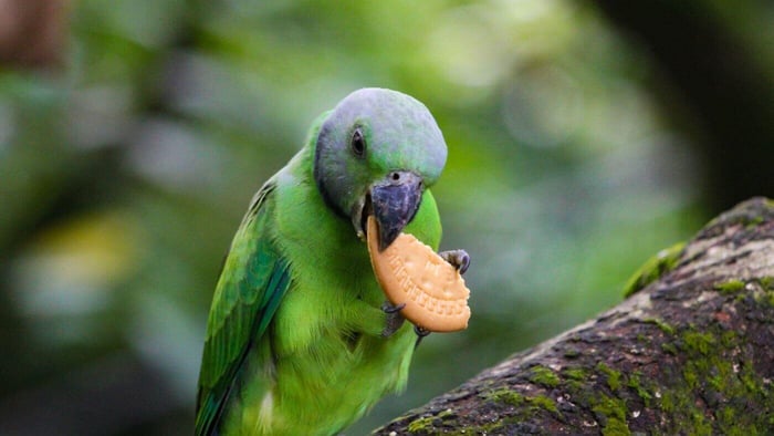 Parrot Eating Biscuit