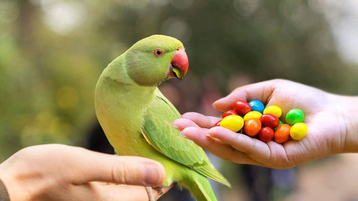 Parrots Must not Eat Chocolate
