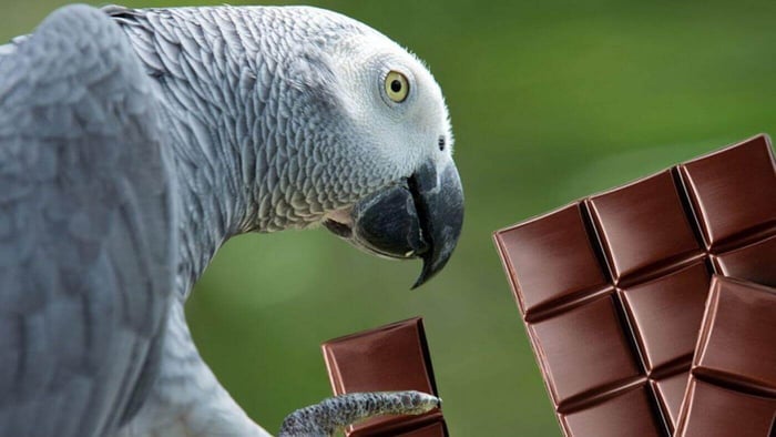 Do not Give Chocolate to parrots