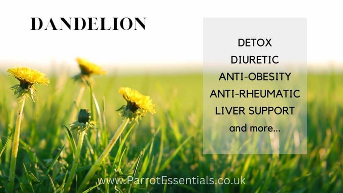 Benefits of Dandelions