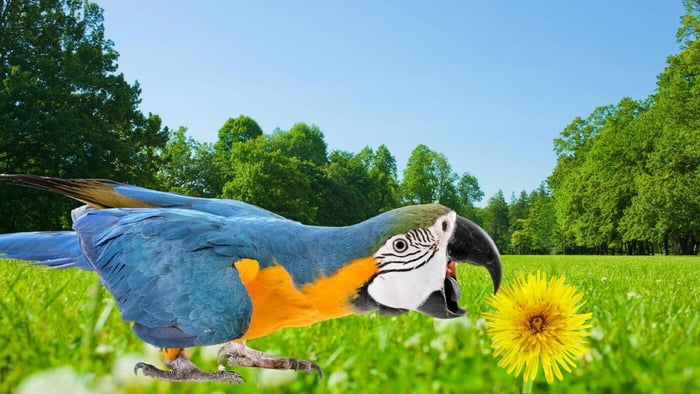 Can Parrots Eat Dandelions?