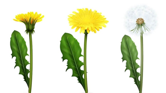 Which Parts of Dandelions Can parrots Eat?