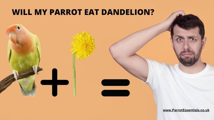 Will My Parrot Actually Like Dandelion?
