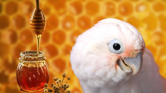 What Happens When Parrots Eat Honey?