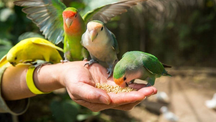 Feeding Lovebirds
