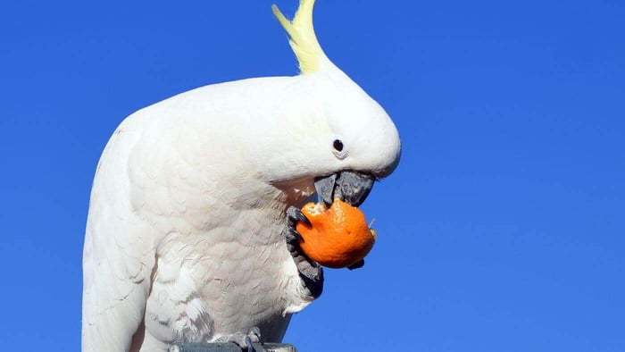 Cockatoo Eating Tangerine