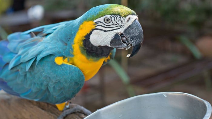 Benefits of Pasta for a Parrot