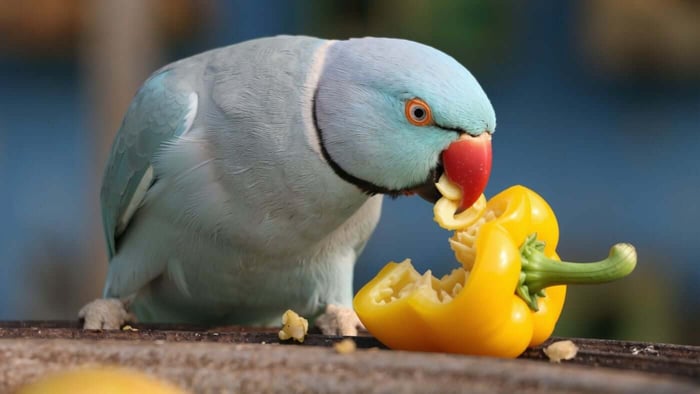 Parrot Eating a Yellow Bell Pepper